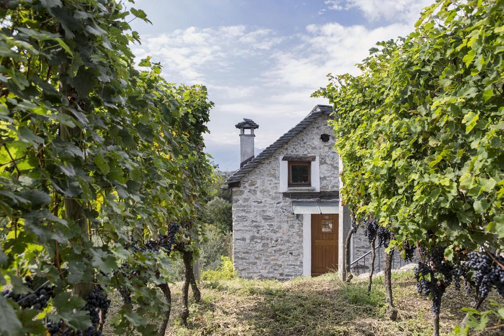 Fattoria L'Amorosa Sementina Kültér fotó