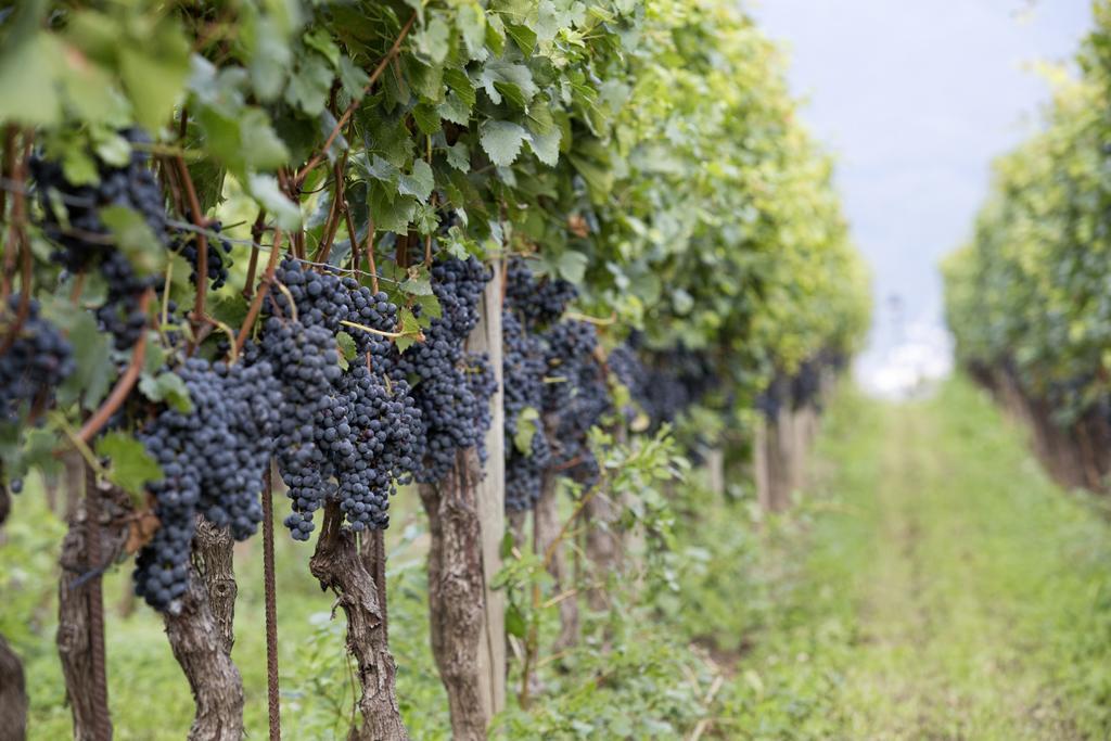 Fattoria L'Amorosa Sementina Kültér fotó